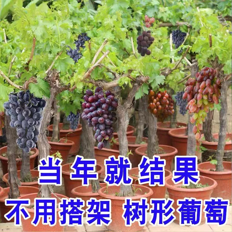 葡萄苗南方种植北方盆地栽阳光玫瑰巨峰夏黑果树葡萄树苗当年结果