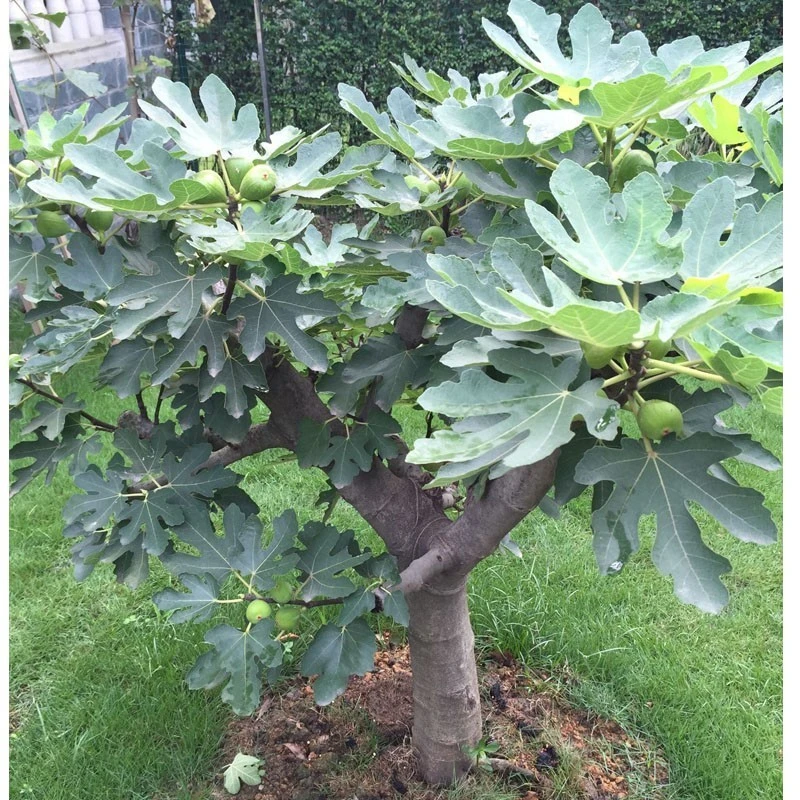 无花果树果苗盆栽矮化特大果波姬红南方北方种植无花果苗树苗带土