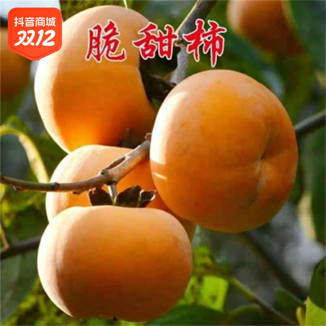 柿子苗 脆甜柿子树苗无核不涩鸡心柿子苗磨盘柿摘下可以直接吃的