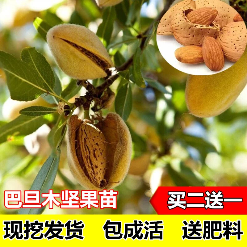 薄皮巴旦木树苗果苗美国大杏仁树苗扁桃仁坚果树苗南方北方庭院