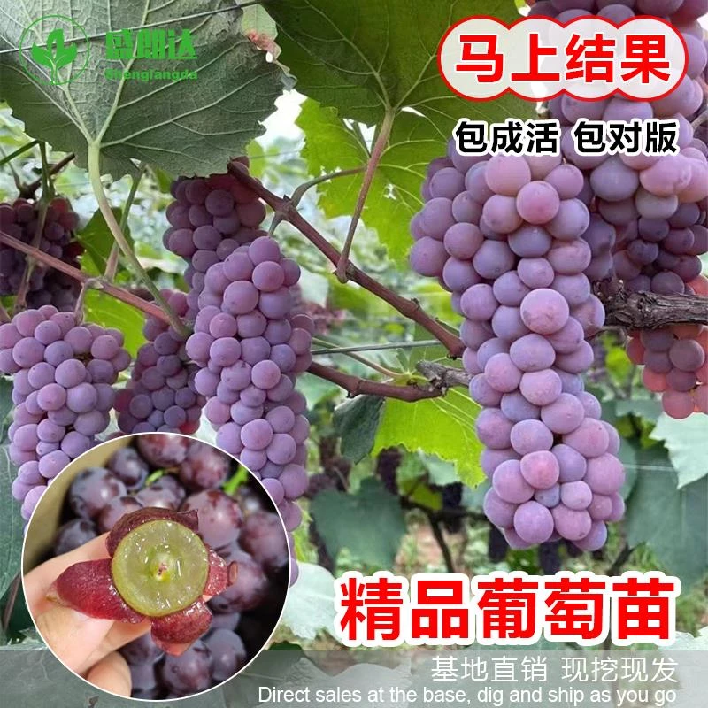 葡萄苖阳光玫瑰蓝宝石盆栽庭院爬藤南方北方种植巨峰无籽葡萄树苗