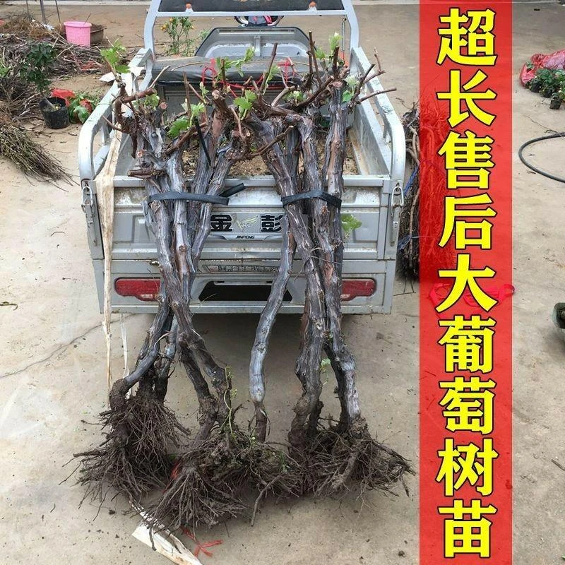 葡萄树苖阳光玫瑰葡萄巨峰葡萄苗特大爬藤树苗北南方种植果树果苗