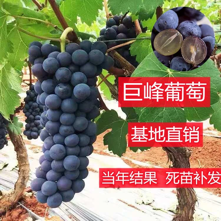 巨峰葡萄苗大蓝宝石葡萄树苖果树果苗南北方种植爬藤盆栽当年结果