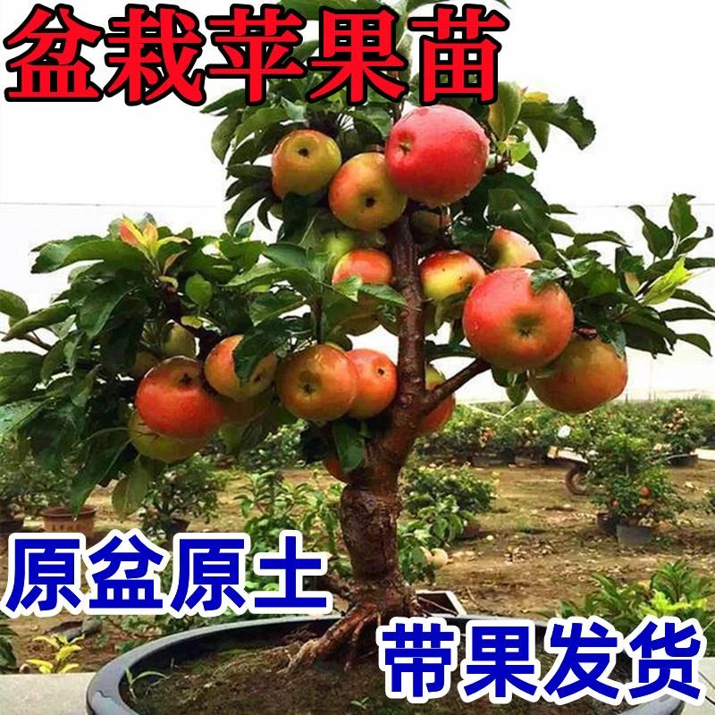矮化盆栽苹果树苗带果地栽室内南北方种植冰糖心苹果苗当年结果苗
