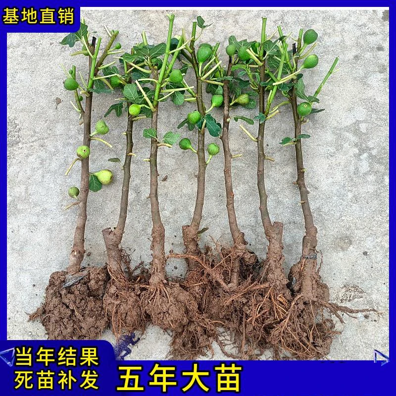 无花果树果苗树苗当年结果南北方盆栽地栽室内外阳台庭院四季种植