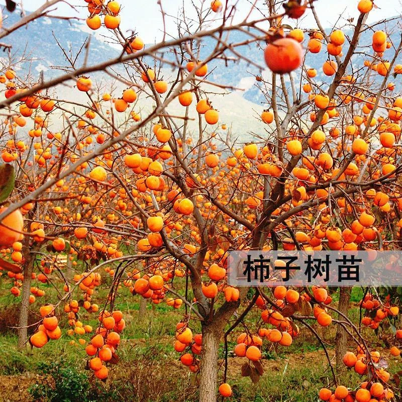 脆柿子苗树果苗懒柿子树果树地栽南方种植当年结果特大黑柿子树苗