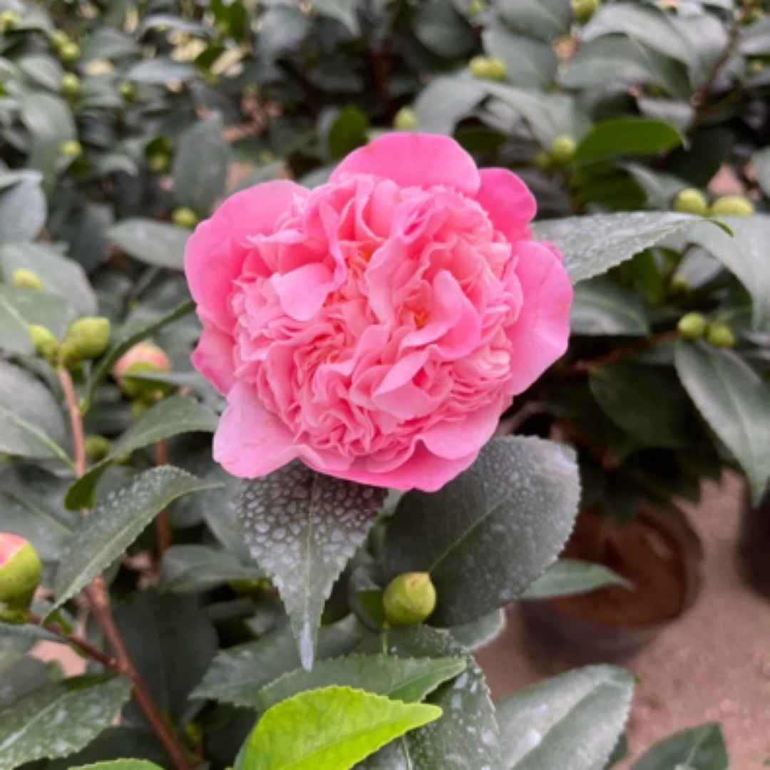 香妃山茶花地栽造型适合家庭庭院花开多色