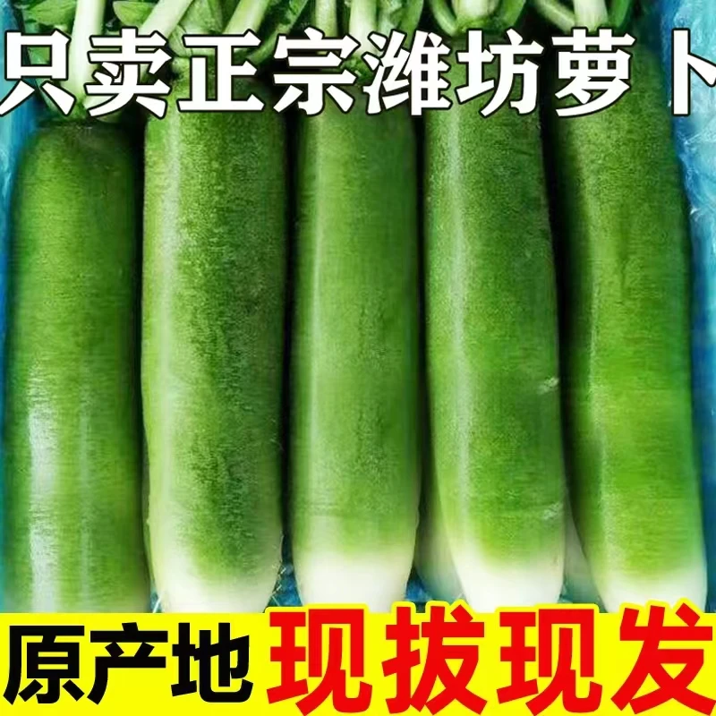 山东潍坊水果萝卜脆甜沙窝（新鲜现挖）正宗生吃青皮水果萝卜5斤9斤