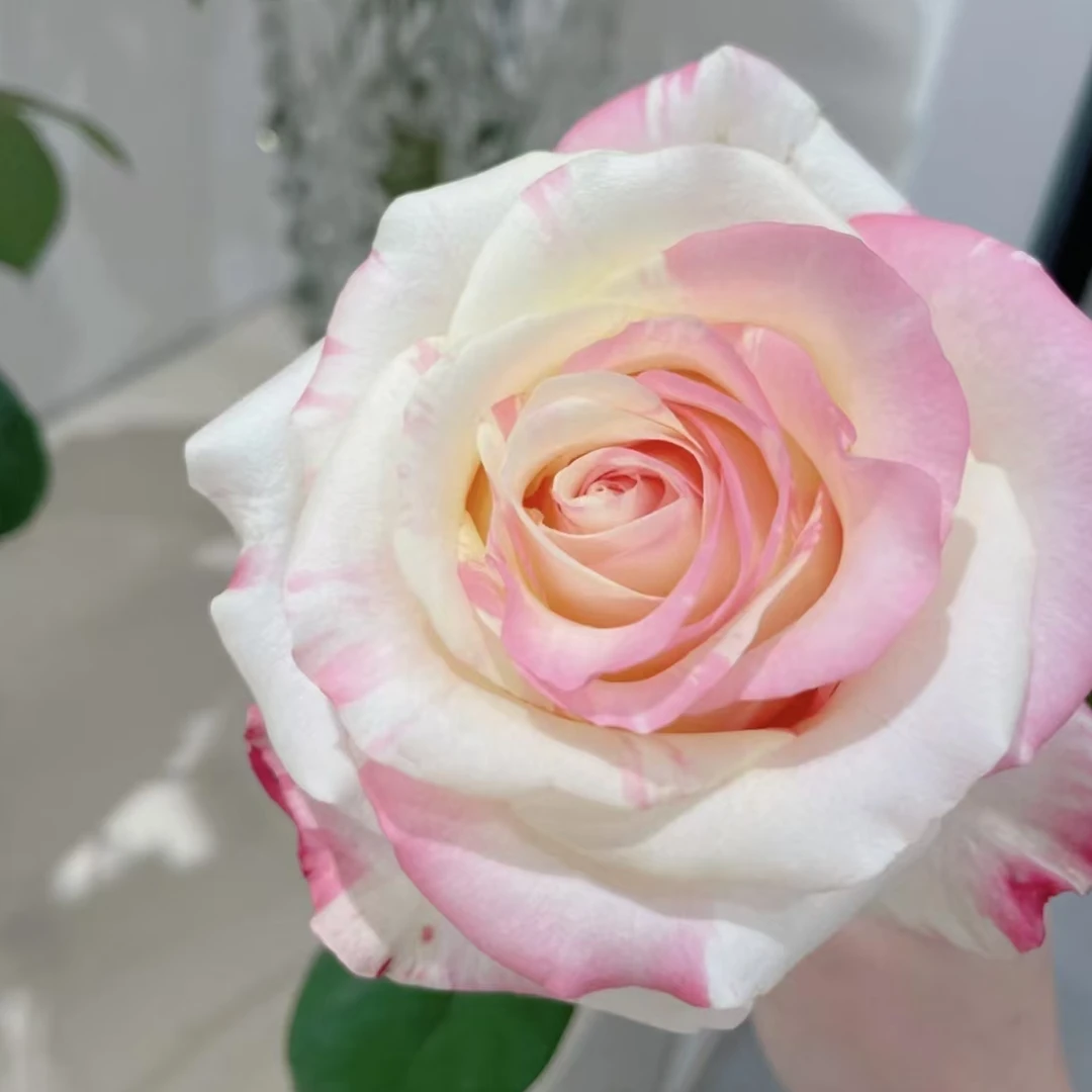 一物一拍两加仑月季根接苗带盆带土发货丰花勤花，露天养护