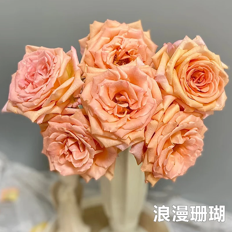 【浪漫珊瑚】玫瑰【3单包邮顺丰空运/95%市区次日达】