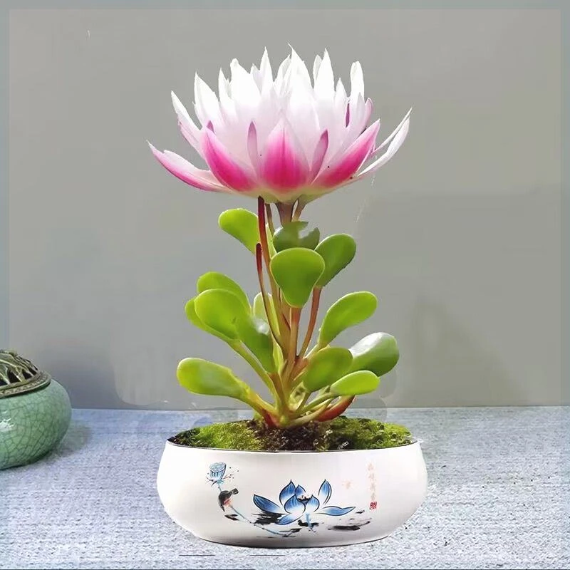 新品招财福寿莲室内懒人花桌面水培花卉好养家庭客厅土培耐寒驱蚊