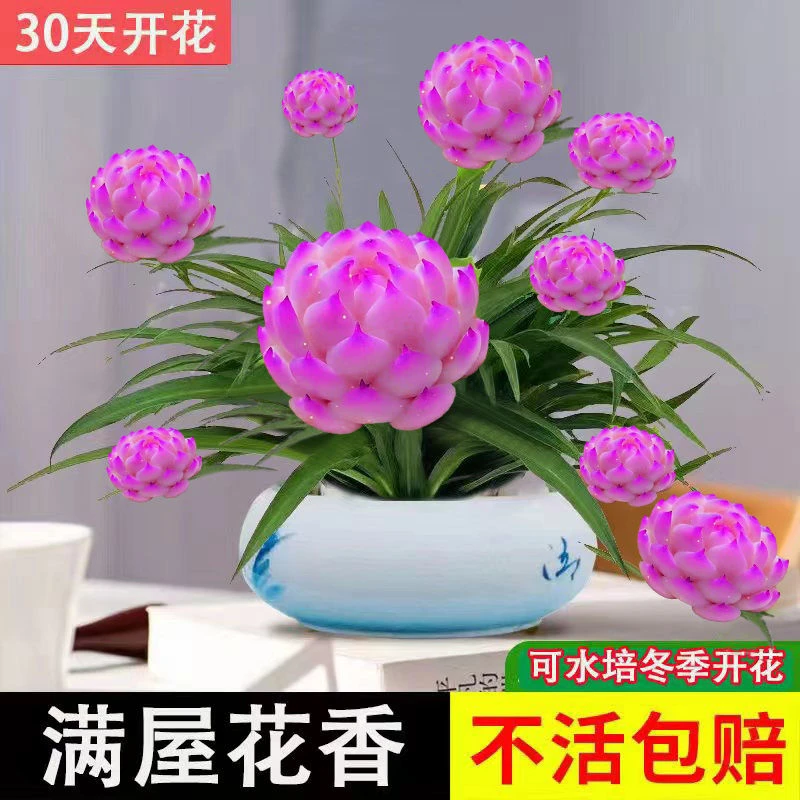 【浓香驱蚊】浓香型月光兰种植绿植水培大全耐旱耐热四季开花水土养