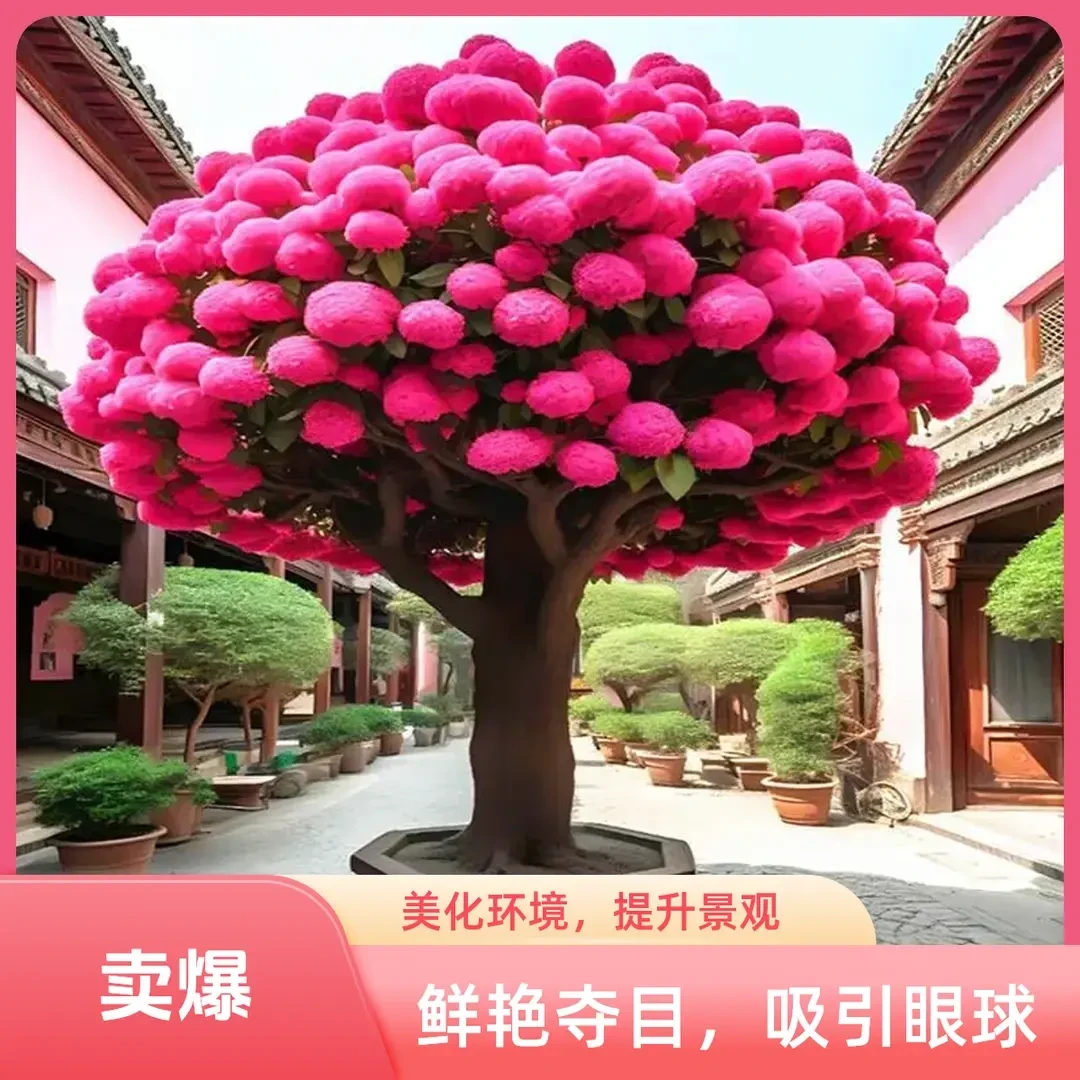耐寒耐热庭院树苗驱蚊虫大花木流苏树苗大门前风景树花卉盆栽苗子
