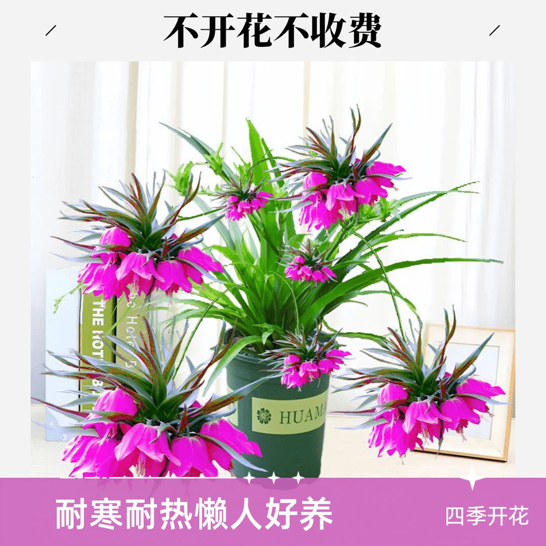 大花浓香垂兰花四季开花耐寒耐热花卉室内外高档家庭盆栽阳台植物