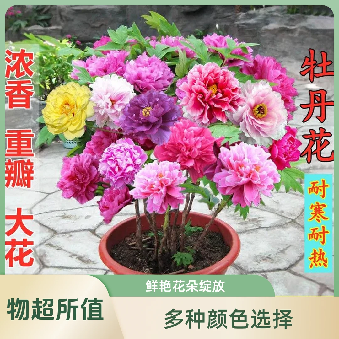 【带芽苞】正宗洛阳牡丹千层重瓣大花牡丹苗室外室内四季种植耐寒