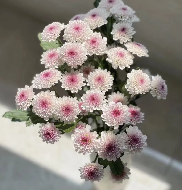 【花语坊花卉】小雏菊 云南鲜花（全场任意两单包邮）