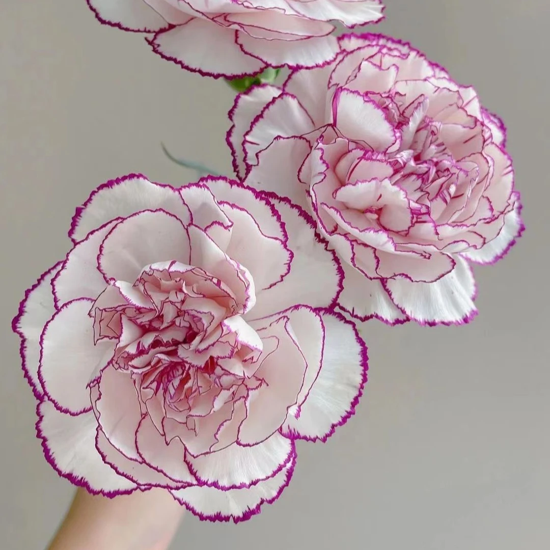 【康乃馨】 【两单及以上顺丰】云南鲜花