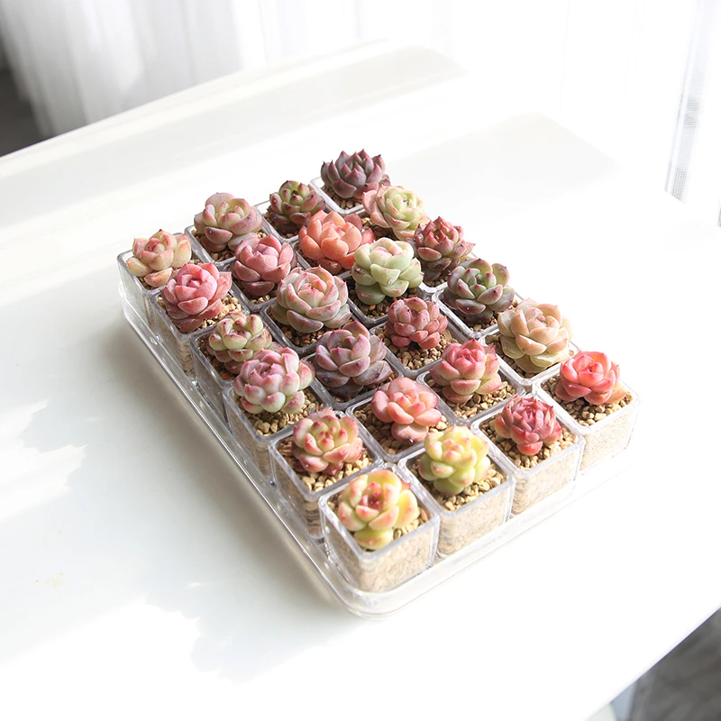 多肉土培颗粒培麦秆系列糖心绿植套餐新手室内盆栽花卉植物组合