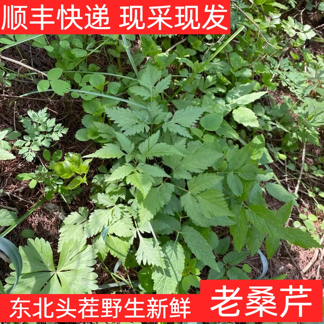 东北野生老桑芹黑瞎子芹2斤起拍，新鲜山野菜，现采现摘
