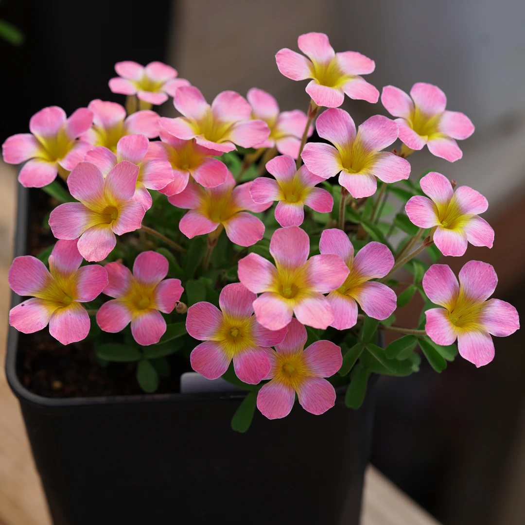 上上花田 酢浆草种球早花【糖果盒系列】西梅糖苹果糖好养秋植秋花