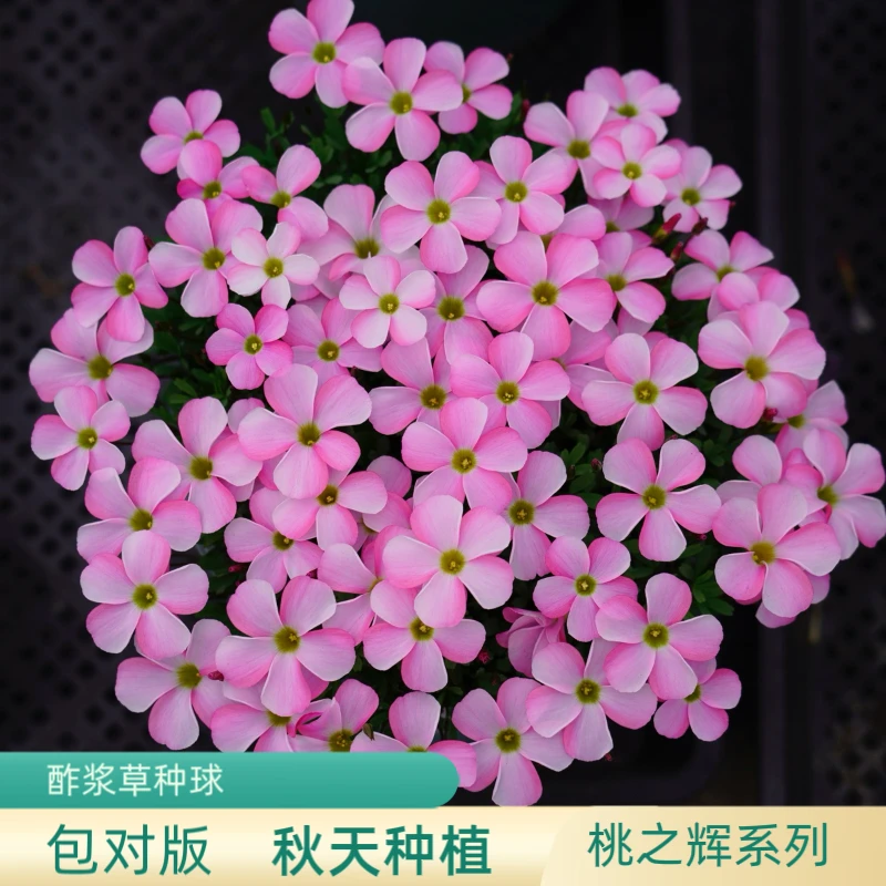 上上花田 酢浆草种球【桃之辉系列】早花粉白桃之辉多年生球根花卉