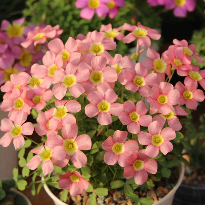 上上花田 酢浆草花苗【矮型合集】包对版好养易活花期长