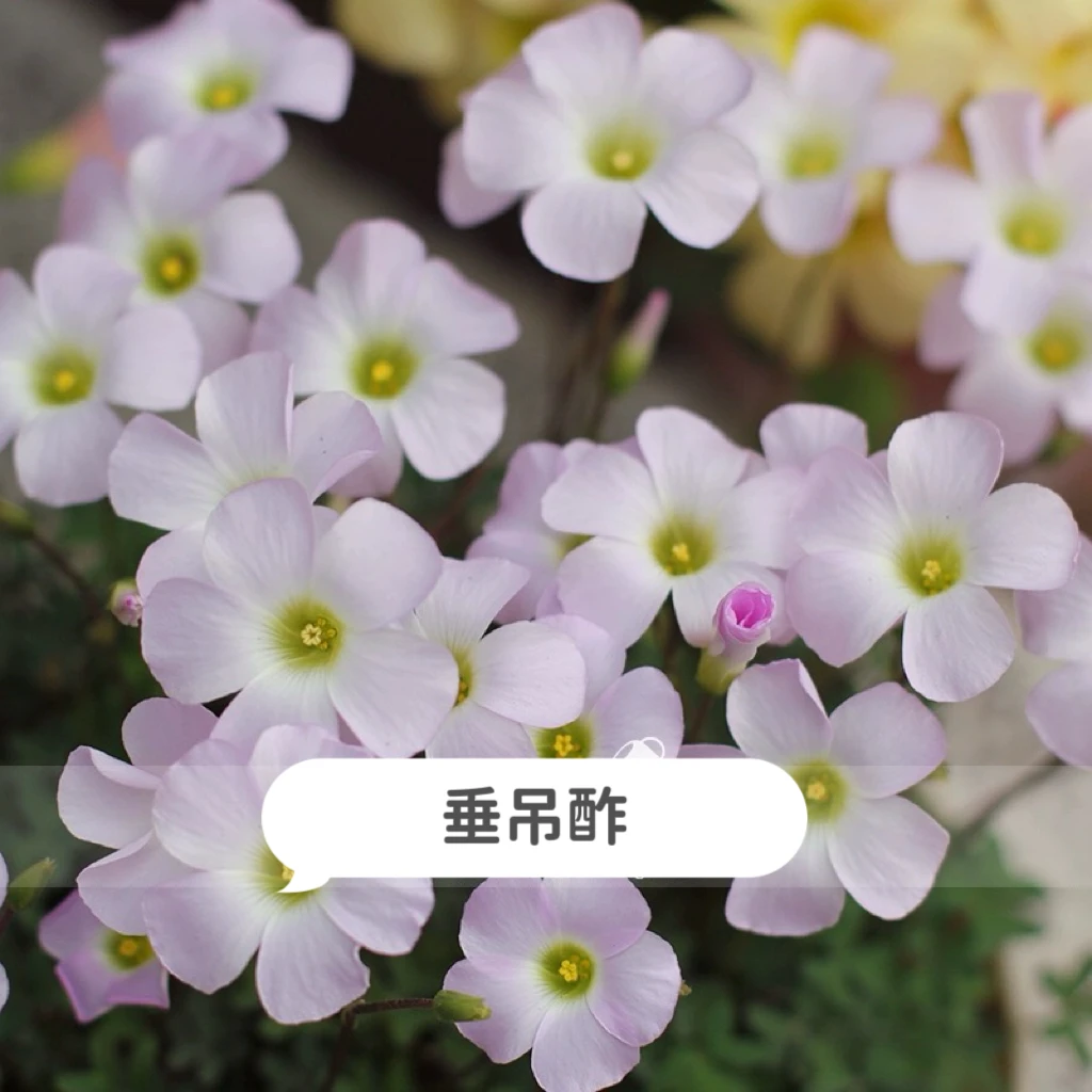 上上花田 酢浆草种球【垂吊观叶酢】comosa-telos观叶垂吊多年生