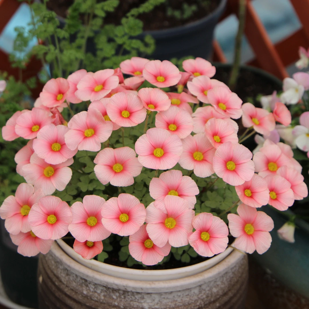 上上花田 酢浆草花苗【ob晚花系列】 包对版阳台花卉好养易活花期长