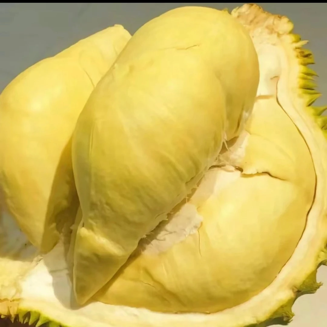金枕榴莲一物一拍