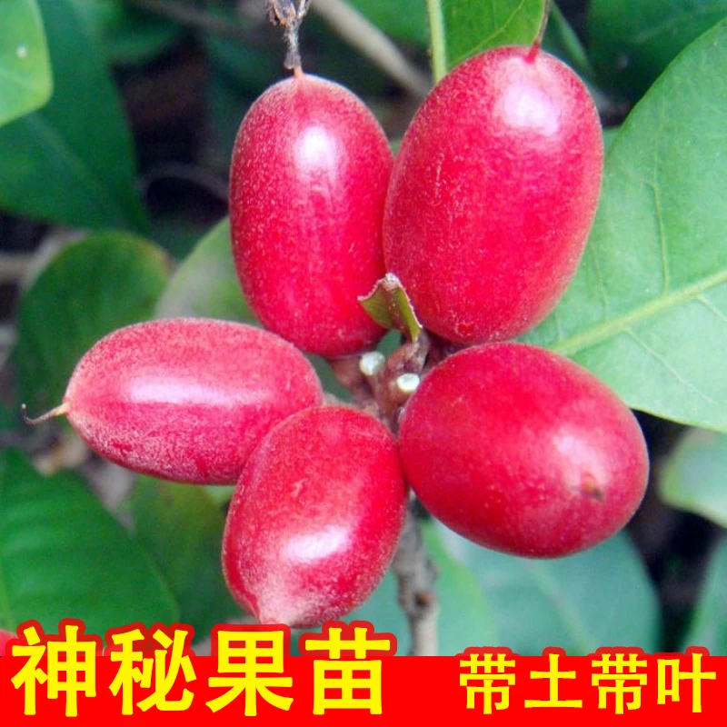 神秘果树苗容器苗带土带叶盆栽南方种植庭院奇迹果苗变味果酸变甜