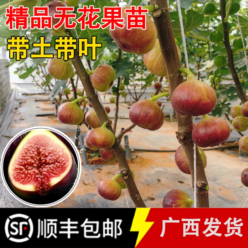 无花果树苗带土带叶波姬红无花果苗南北方种植阳台盆栽庭院地栽种