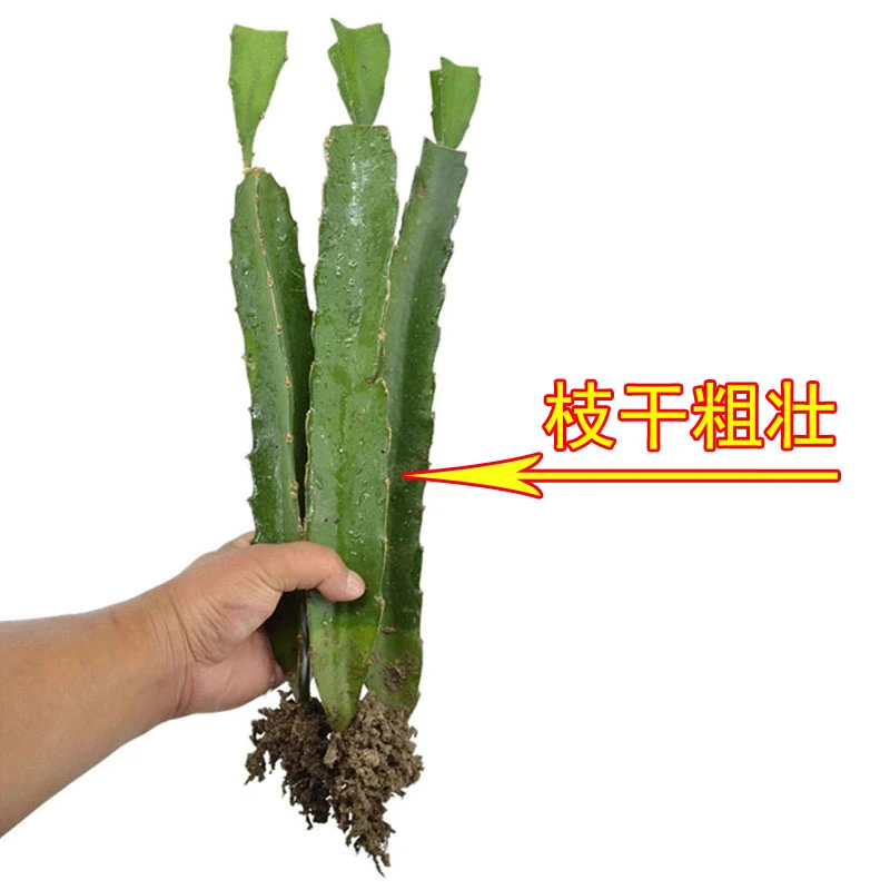 正宗红心火龙果树苗 四季结果阳台盆栽屋顶庭院种植红肉火龙果苗
