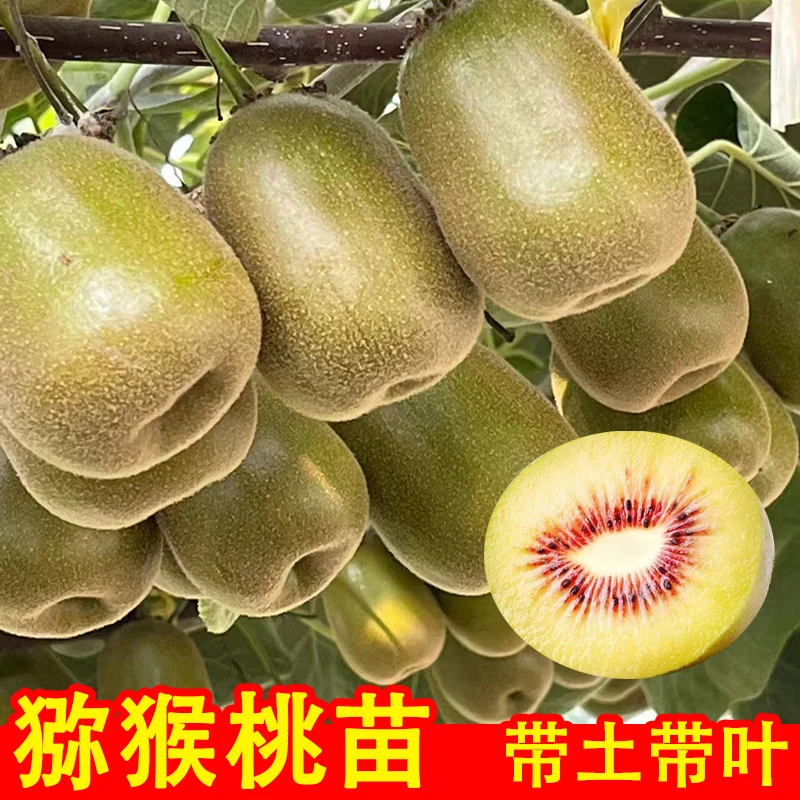红心猕猴桃树苗带土带叶嫁接苗软枣猕猴桃奇异果树苗南方种植盆栽