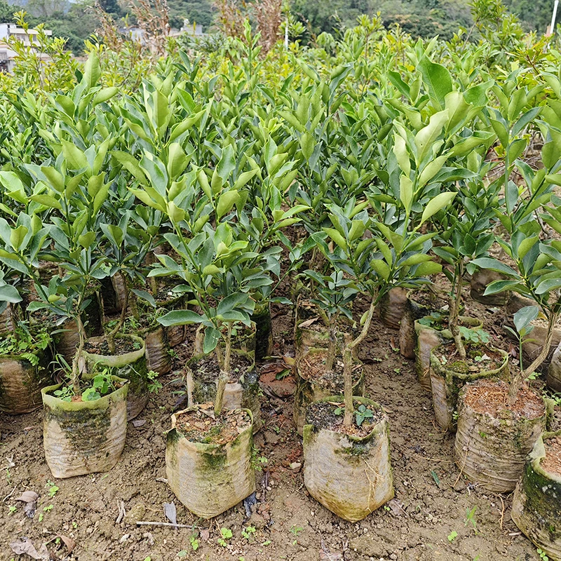四季脆甜金桔树苗纯甜品种嫁接苗南方种植阳台庭院盆栽地栽果树苗