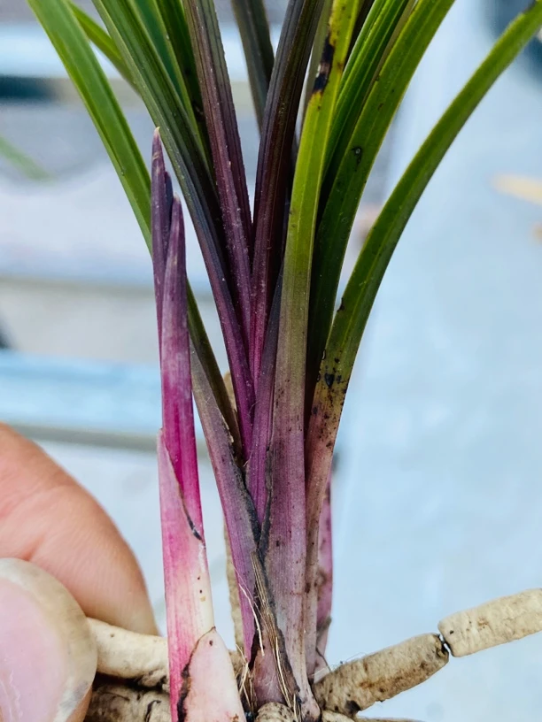 九寨沟特红红香妃