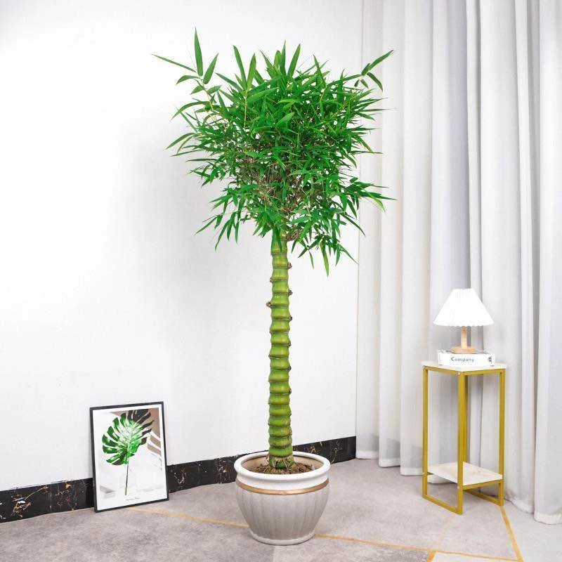 正宗翡翠佛肚竹梅兰竹菊花中四君子竹节饱满长青植物室内摆放下单