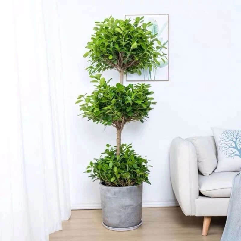 火山榕盆栽金钱榕大型盆景摇钱树造型客厅办公室室内鸭掌木绿植