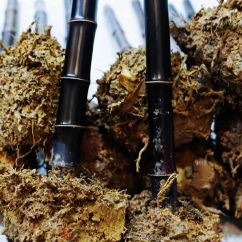 紫竹根大土球发芽快现挖苗意成活盆栽紫竹老根紫竹杆紫叶绿多年生