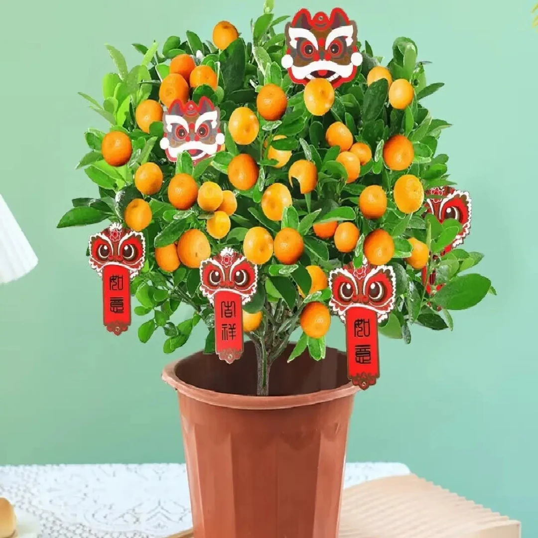 盆景盆栽果树盆景高端年宵花盆栽四季长青中小型盆栽植物室内摆放