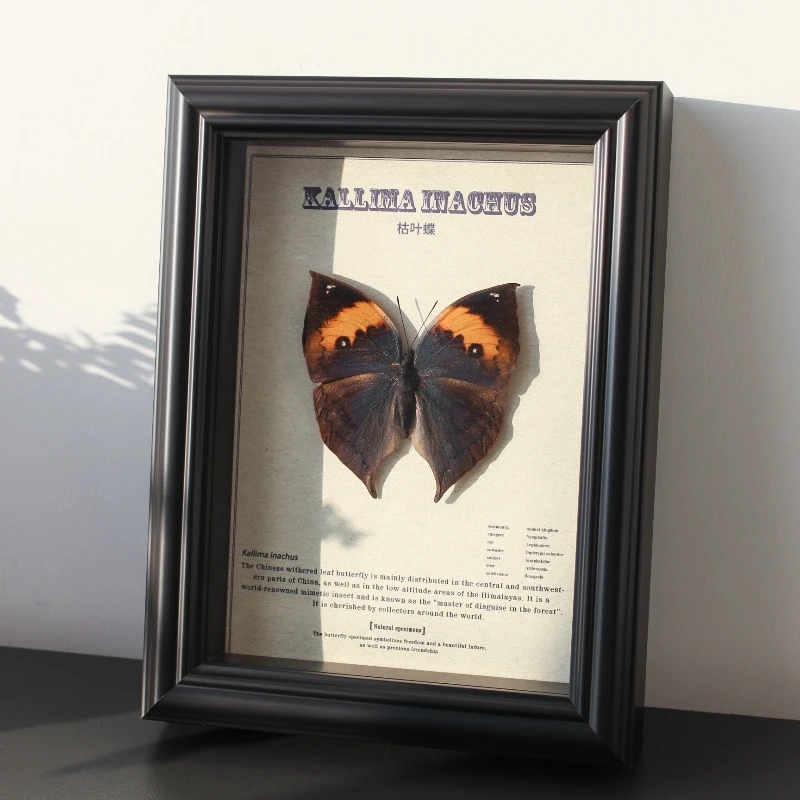 枯叶蝶-复古标本装饰画真蝴蝶