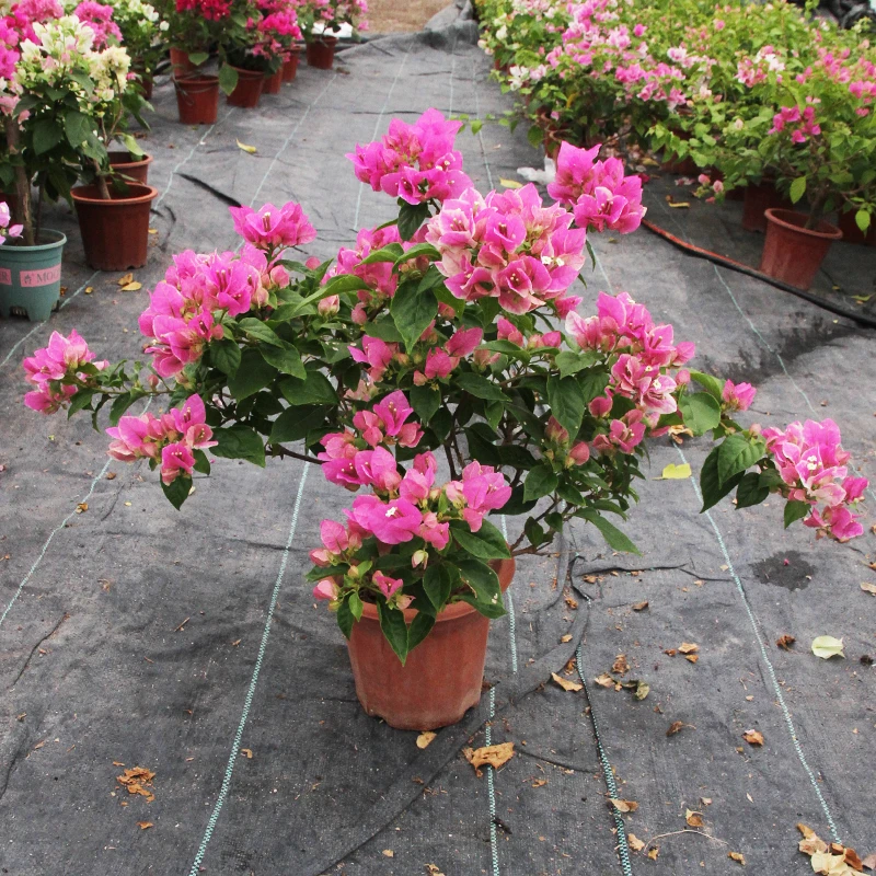 【一物一拍】三角梅盆栽带花发货四季开花绿植室外好养绿植盆栽