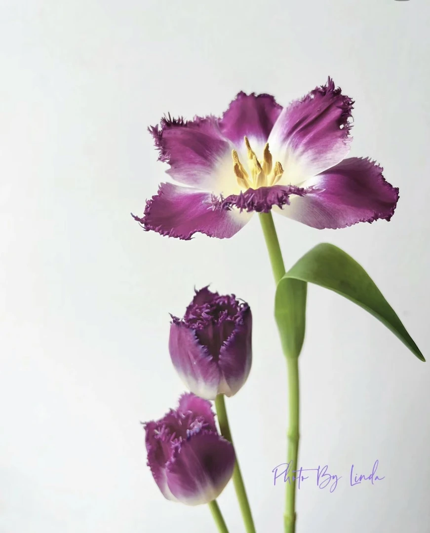 美杜莎郁金香10支（不懂花别拍）