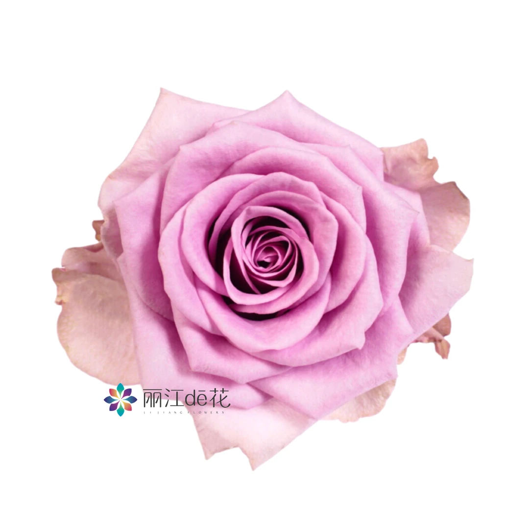 紫霞玫瑰18支（家庭瓶插花）