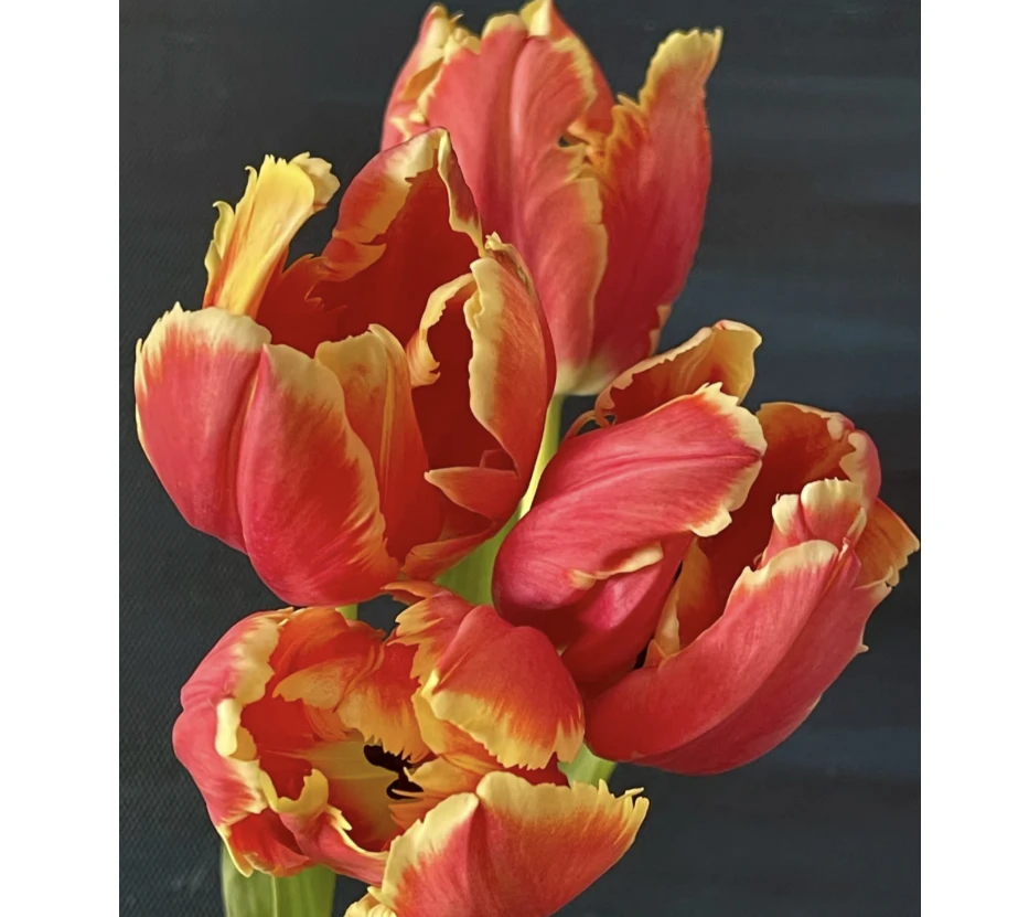 高级感火鸟郁金香10支