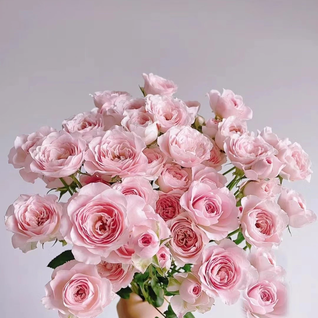 天使之吻多头玫瑰10支