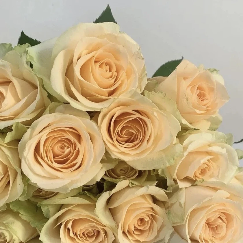 香槟玫瑰蜜桃雪山玫瑰10支