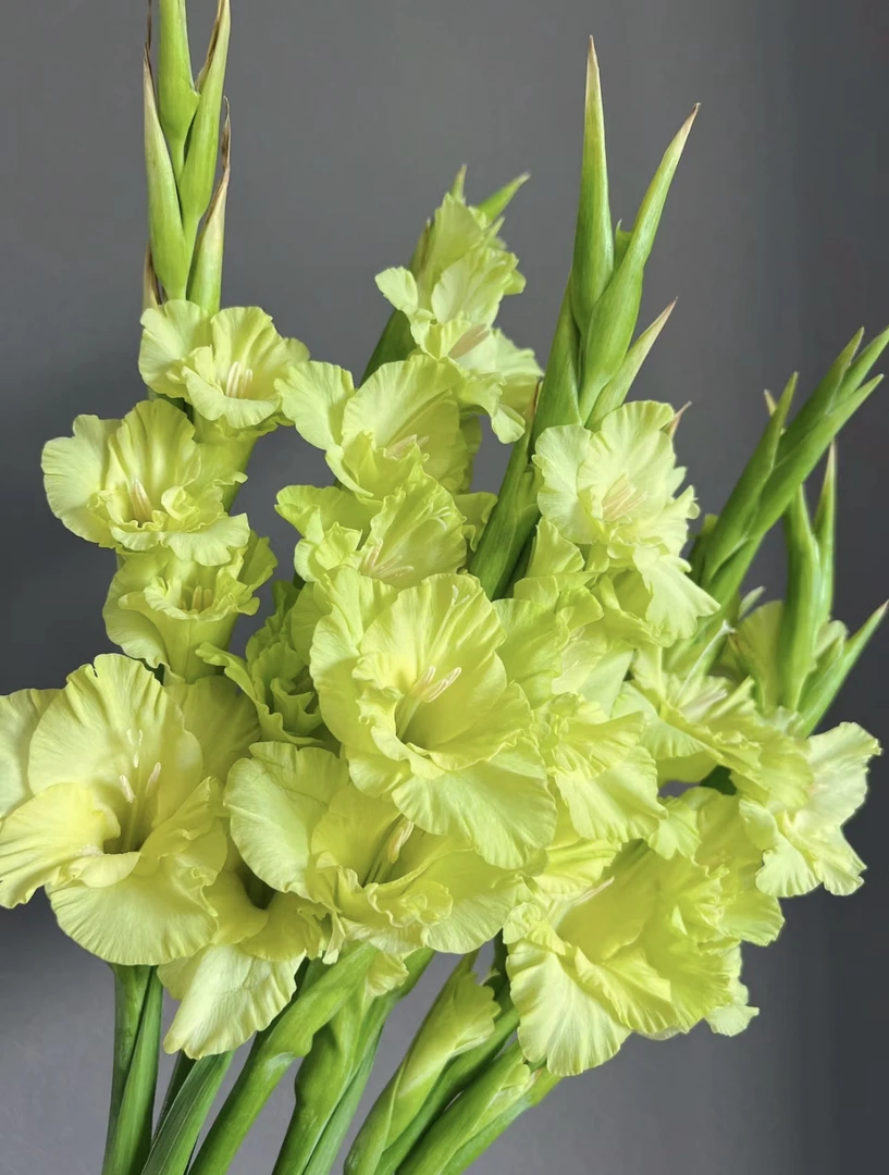 绿色剑兰花10支（瓶插鲜花）