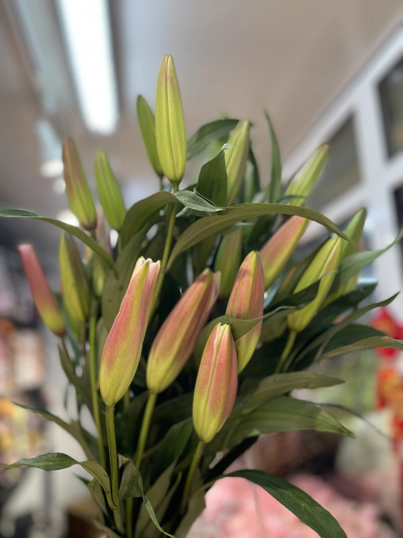 红色百合10支（瓶插鲜花）