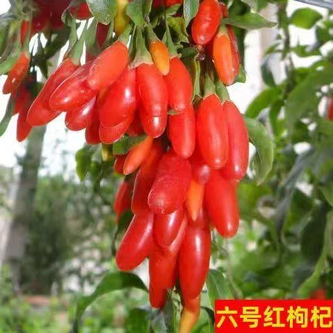 六号红枸杞苗盆栽地栽南方北方都可种植