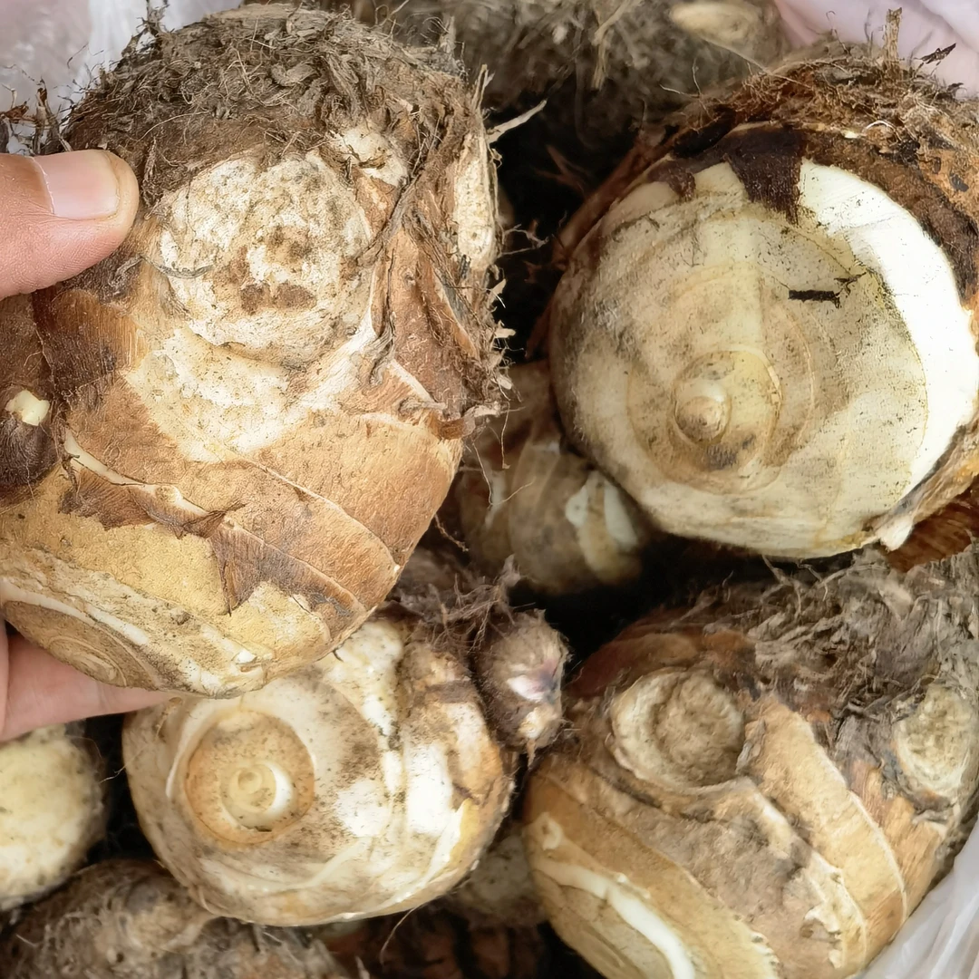 2号链接生鲜水果辣椒芋子茄子毛豆秋葵赶集峡山倒外婆菜棕包脐橙